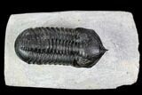 Morocconites Trilobite Fossil - Morocco #108539-1